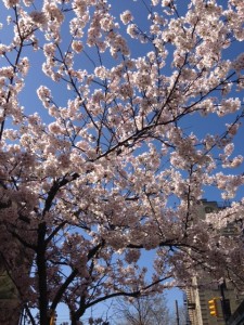 sakura-!
